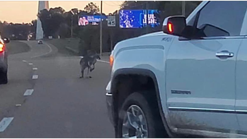 This image purported to show a kangaroo on the west I-55 frontage road Tuesday afternoon has been making the rounds on Facebook.